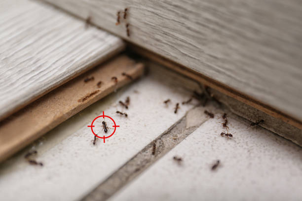 Best Commercial Pest Control Services  in Montverde, FL