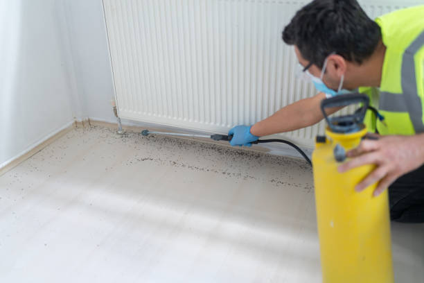 Best Termite Control Services  in Montverde, FL